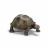 Tortuga Gigante.
