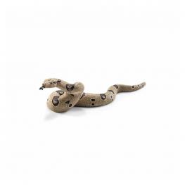 Boa Constrictor.
