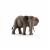 Elefante Áfricano Hembra.