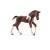 Potro Trakehner.