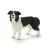 Perro Border Collie.