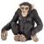 CHIMPANCE